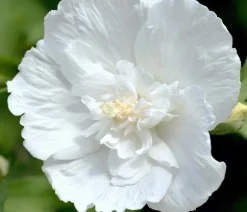 Dehner Laubgehölze|Terrassenpflanzen - Hibiskus 'White Chiffon®' - Garten-Eibisch Weiß