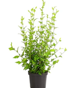 Dehner Laubgehölze|Terrassenpflanzen > Hibiskus 'White Chiffon®' - Garten-Eibisch