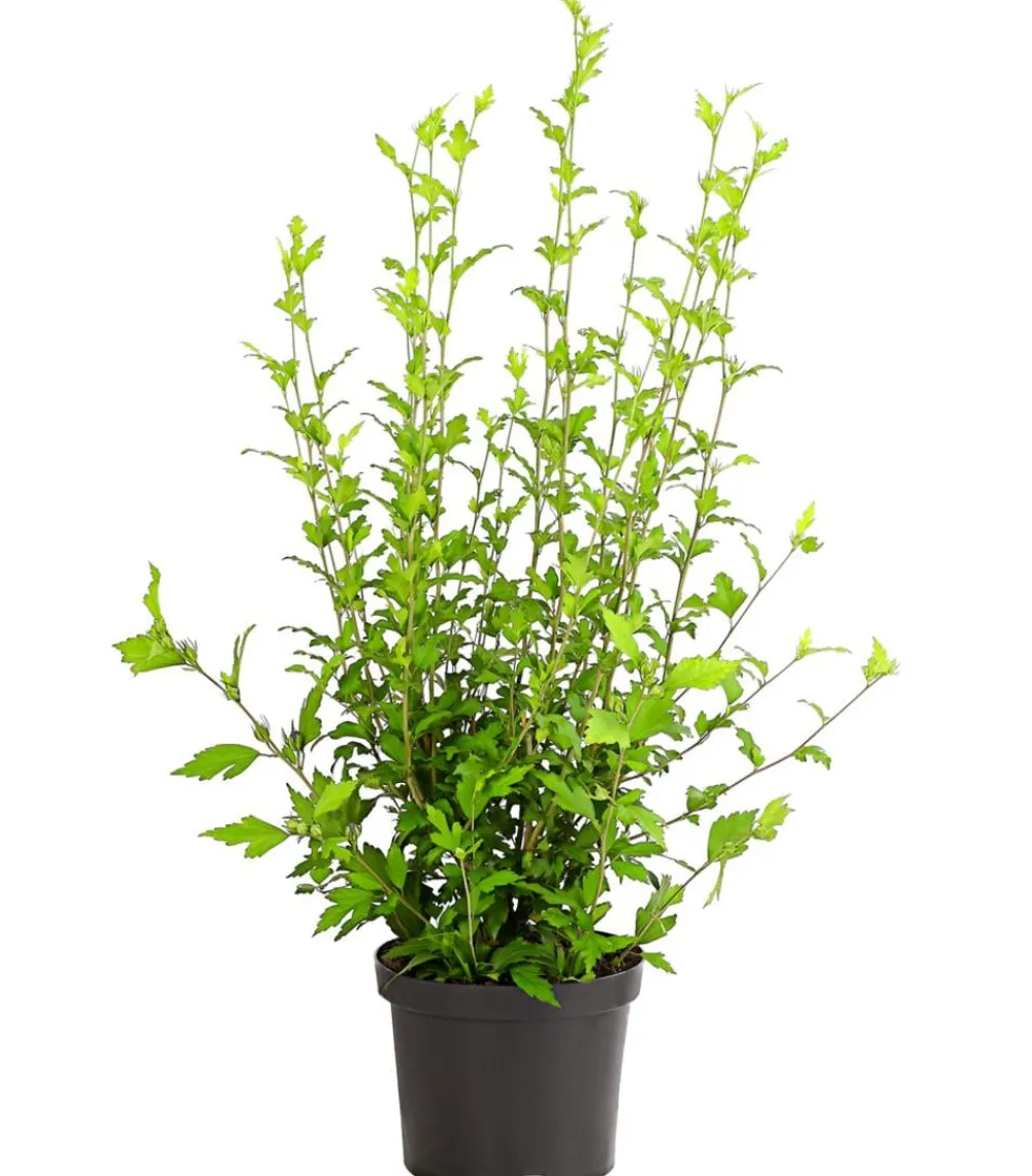 Dehner Laubgehölze|Terrassenpflanzen > Hibiskus 'White Chiffon®' - Garten-Eibisch