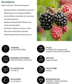 Dehner Himbeeren & Brombeeren|Beeren-Sets - Himbeer-Brombeer-Set Beerentöne, 4-teilig