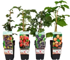 Dehner Himbeeren & Brombeeren|Beeren-Sets - Himbeer-Brombeer-Set Beerentöne, 4-teilig