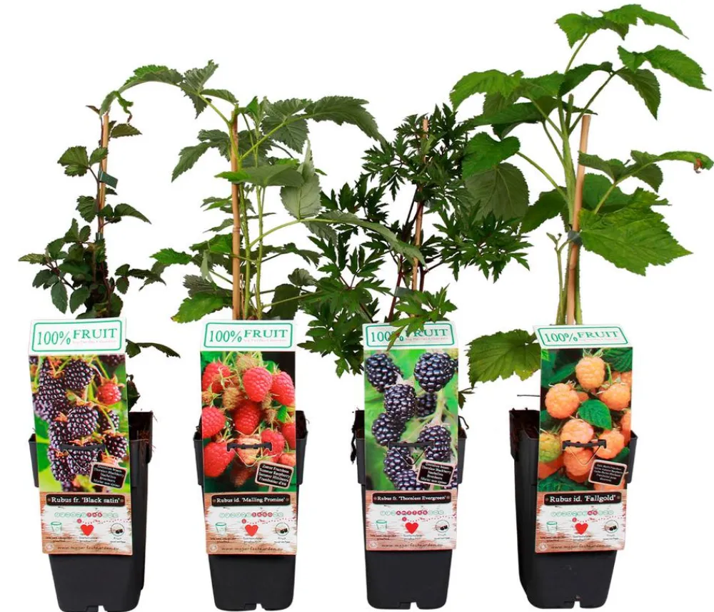 Dehner Himbeeren & Brombeeren|Beeren-Sets - Himbeer-Brombeer-Set Beerentöne, 4-teilig