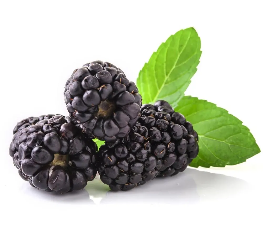 Dehner Himbeeren & Brombeeren|Beeren-Sets - Himbeer-Brombeer-Set Beerentöne, 4-teilig
