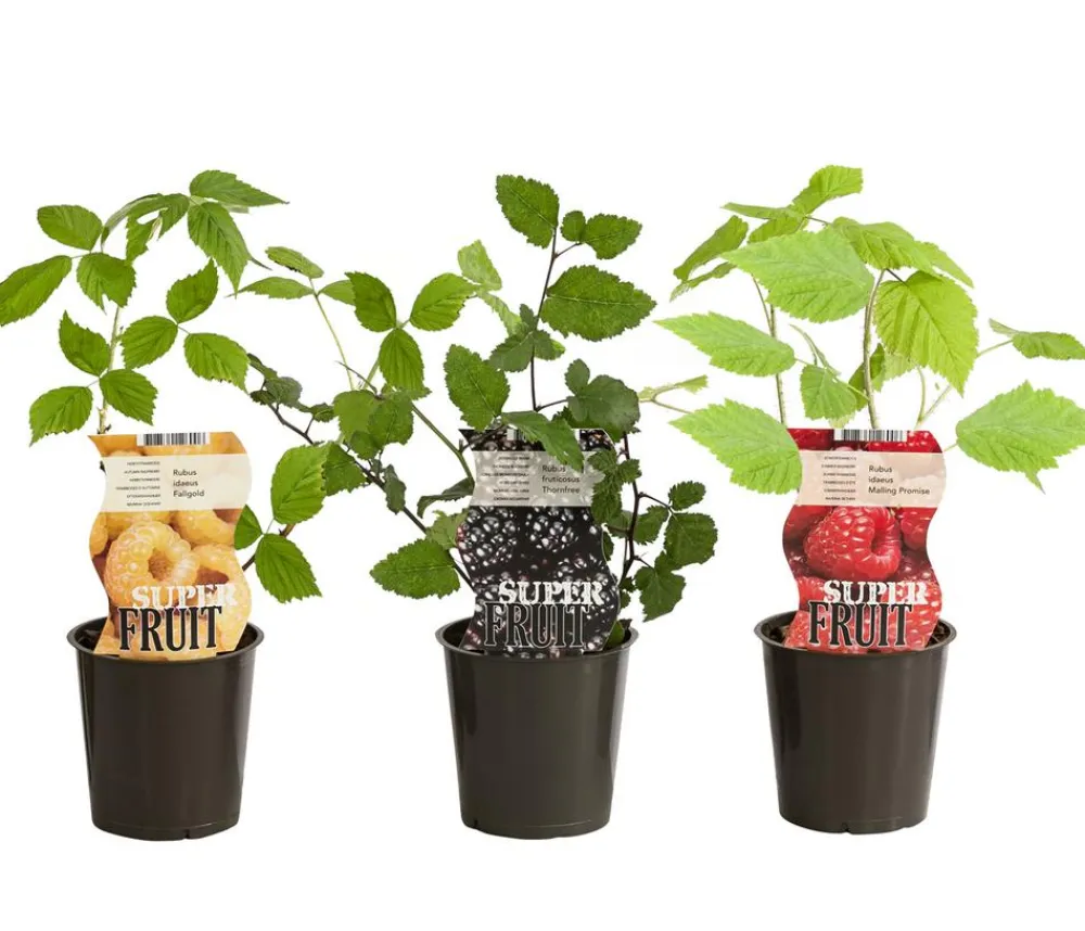 Dehner Himbeeren & Brombeeren|Beeren-Sets > Himbeer-Brombeer-Set Gesund & Lecker, 3-teilig
