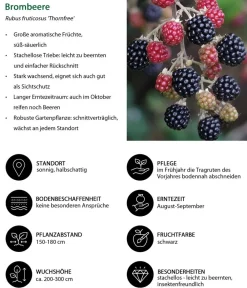 Dehner Himbeeren & Brombeeren|Beeren-Sets > Himbeer-Brombeer-Set Gesund & Lecker, 3-teilig