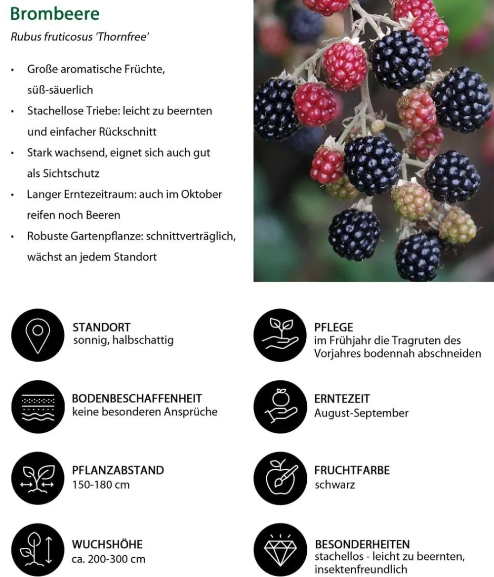 Dehner Himbeeren & Brombeeren|Beeren-Sets > Himbeer-Brombeer-Set Gesund & Lecker, 3-teilig