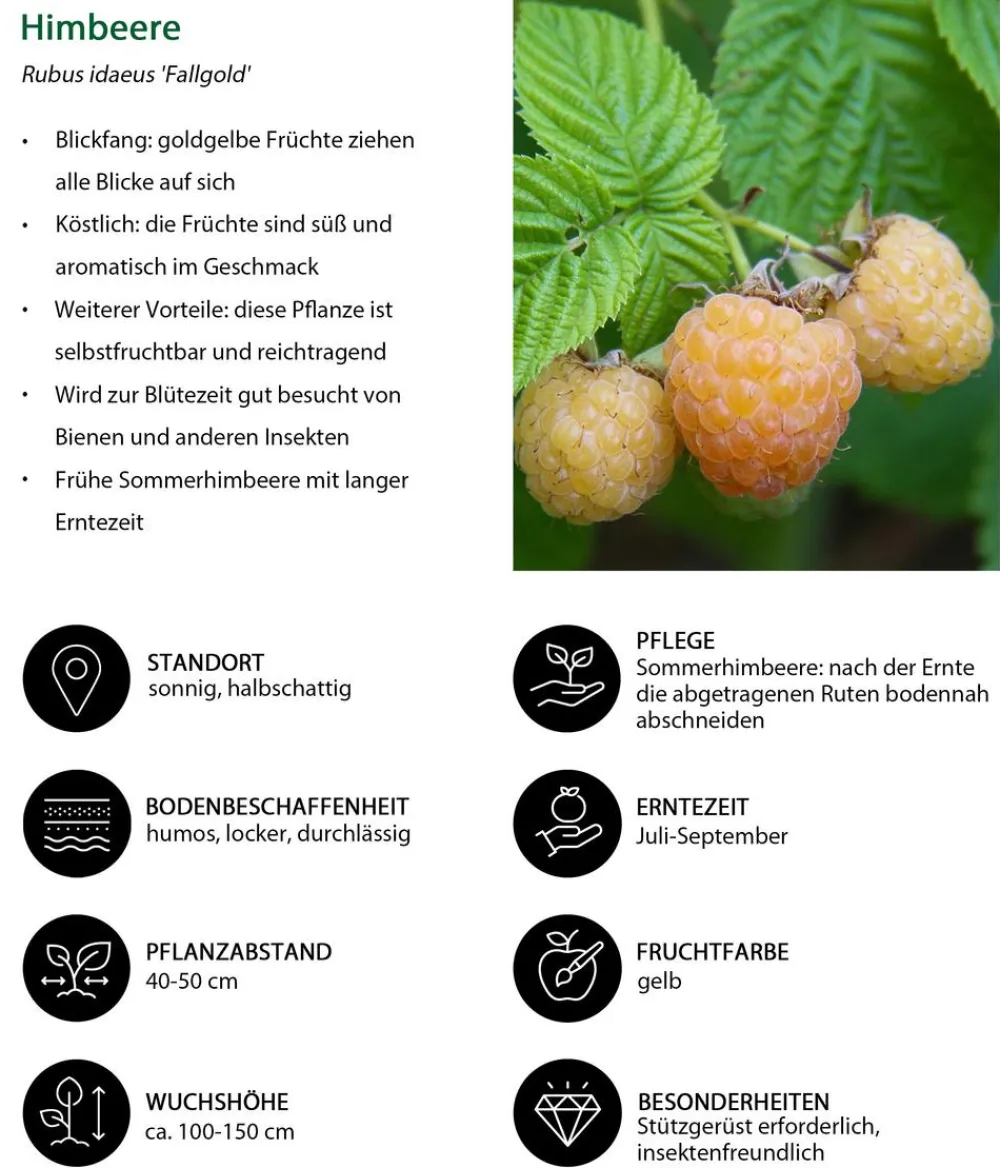 Dehner Himbeeren & Brombeeren|Beeren-Sets > Himbeer-Brombeer-Set Gesund & Lecker, 3-teilig