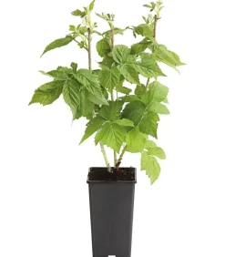 Dehner Himbeeren Himbeere 'Autumn Bliss®', ca. 70-80 cm Rot Clearance