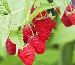 Dehner Himbeeren Himbeere 'Autumn Bliss®', ca. 70-80 cm Rot Clearance