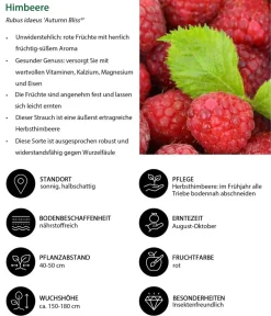 Dehner Himbeeren Himbeere 'Autumn Bliss®', ca. 40-60 cm Rot Discount