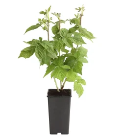 Dehner Himbeeren Himbeere 'Autumn Bliss®', ca. 40-60 cm Rot Discount