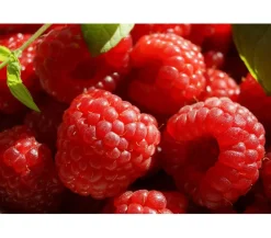 Dehner Himbeeren Himbeere 'Boheme' Rot Outlet
