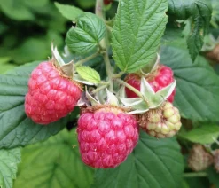 Dehner Himbeeren Himbeere 'Boheme' Rot Outlet