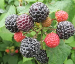 Dehner Himbeeren Himbeere 'Bristol' Schwarz Hot