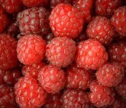 Dehner Himbeeren Himbeeren & Brombeeren|Beerensträucher - Himbeere 'Erntesegen' Rot