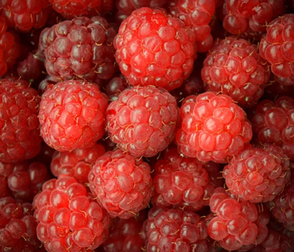 Dehner Himbeeren Himbeeren & Brombeeren|Beerensträucher - Himbeere 'Erntesegen' Rot