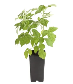 Dehner Himbeeren Himbeeren & Brombeeren|Beerensträucher - Himbeere 'Erntesegen' Rot