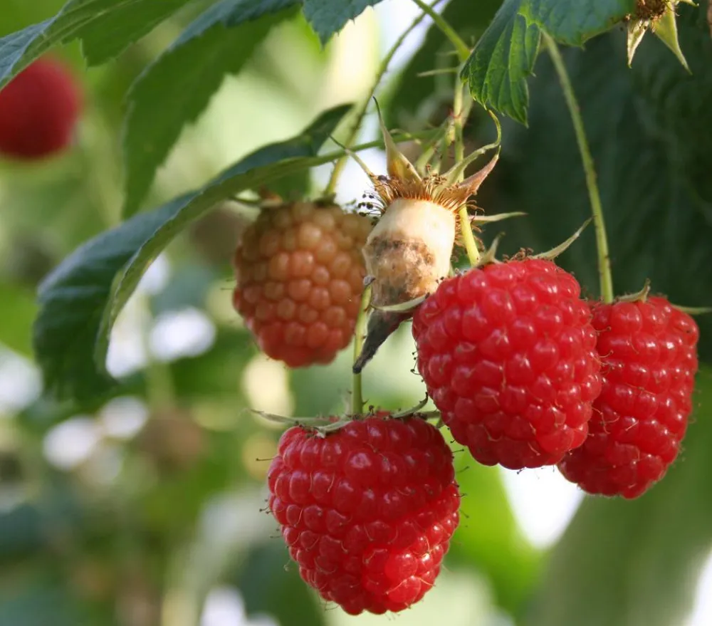 Dehner Himbeeren Himbeere 'Glen Ample' Rot Online