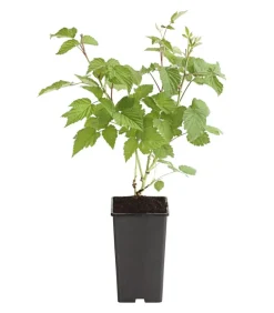 Dehner Himbeeren Himbeere 'Glen Ample' Rot Online