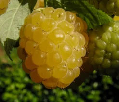 Dehner Himbeeren Himbeeren & Brombeeren|Beerensträucher > Himbeere 'Golden Everest'