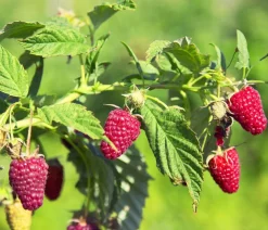 Dehner Himbeeren Himbeeren & Brombeeren|Beerensträucher - Himbeere 'Schönemann' Rot