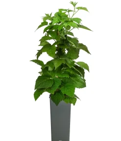Dehner Himbeeren Himbeeren & Brombeeren|Beerensträucher - Himbeere 'Sugana® TwoTimer®', Gelb