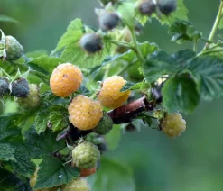 Dehner Himbeeren Himbeeren & Brombeeren|Beerensträucher - Himbeere 'Sugana® TwoTimer®', Gelb