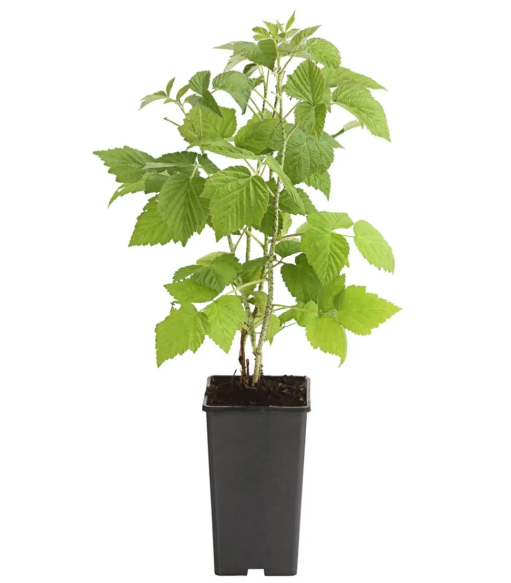 Dehner Himbeeren Himbeeren & Brombeeren|Beerensträucher > Himbeere 'Sugana® TwoTimer®',