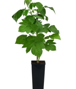 Dehner Himbeeren Himbeeren & Brombeeren|Beerensträucher > Himbeere 'Valentina'