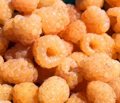 Dehner Himbeeren Himbeeren & Brombeeren|Beerensträucher > Himbeere 'Valentina'
