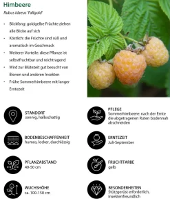 Dehner Himbeeren & Brombeeren|Beeren-Sets > Himbeer-Set Himbeer-Quartett, 4-teilig