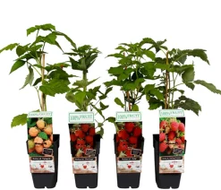 Dehner Himbeeren & Brombeeren|Beeren-Sets > Himbeer-Set Himbeer-Quartett, 4-teilig