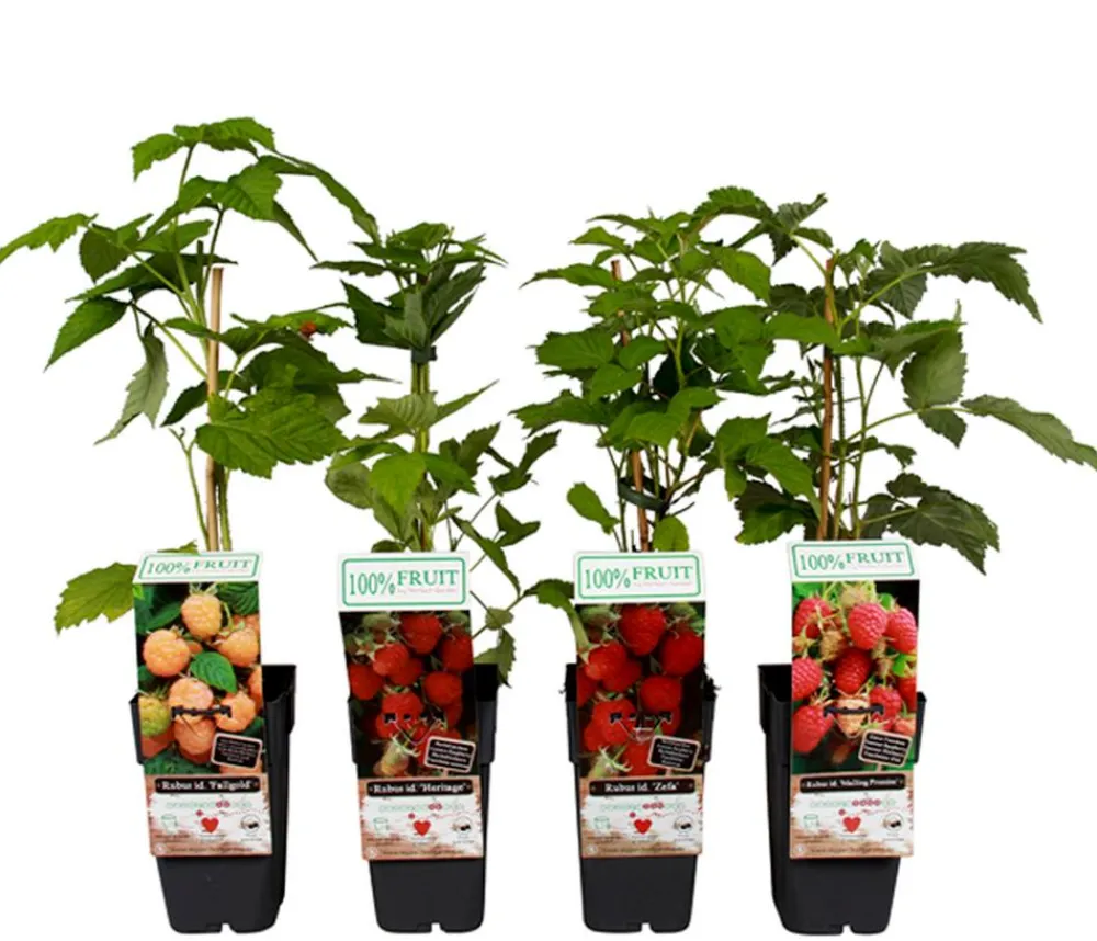Dehner Himbeeren & Brombeeren|Beeren-Sets > Himbeer-Set Himbeer-Quartett, 4-teilig
