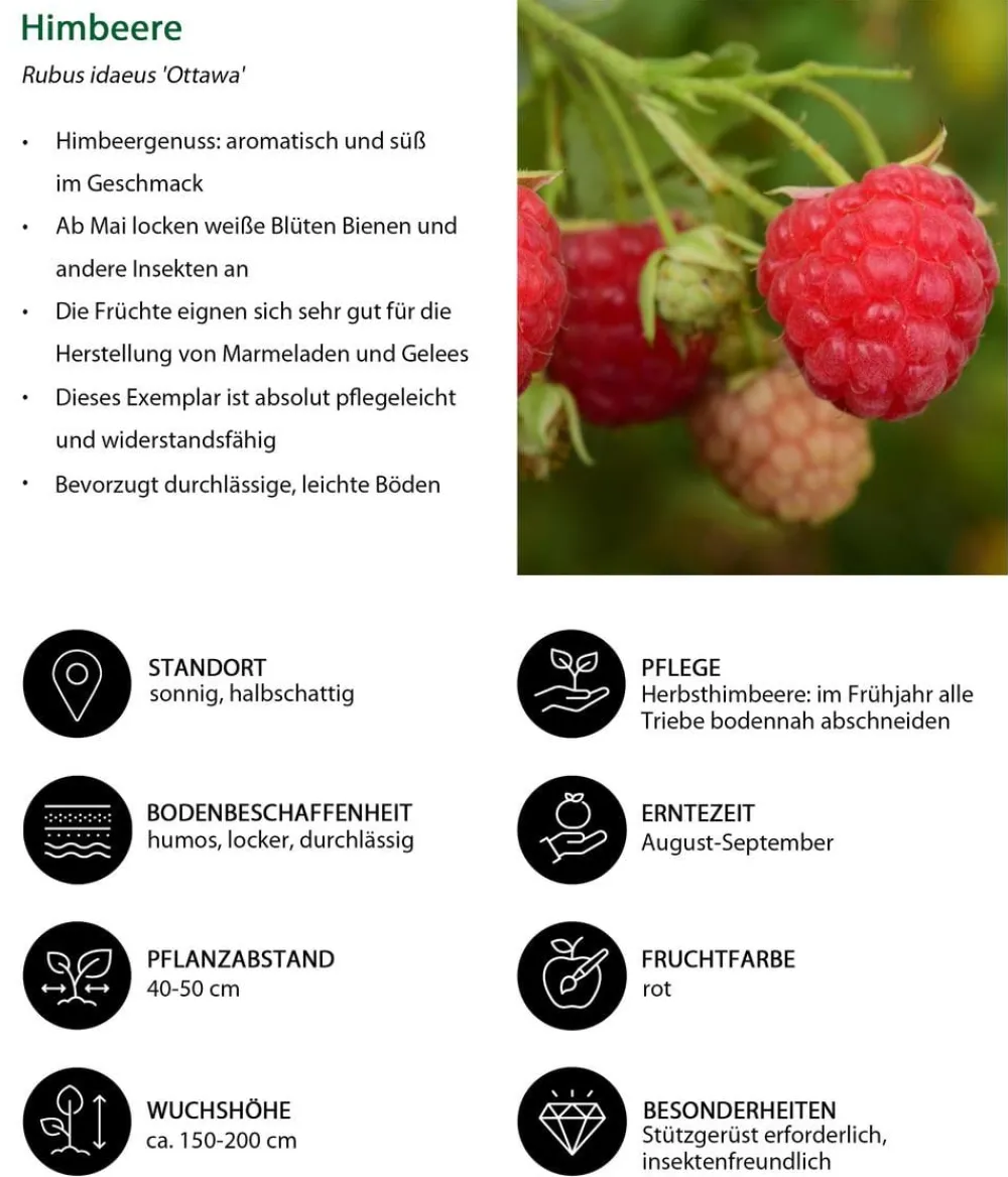 Dehner Himbeeren & Brombeeren|Beeren-Sets > Himbeer-Set Himbeer-Quartett, 4-teilig