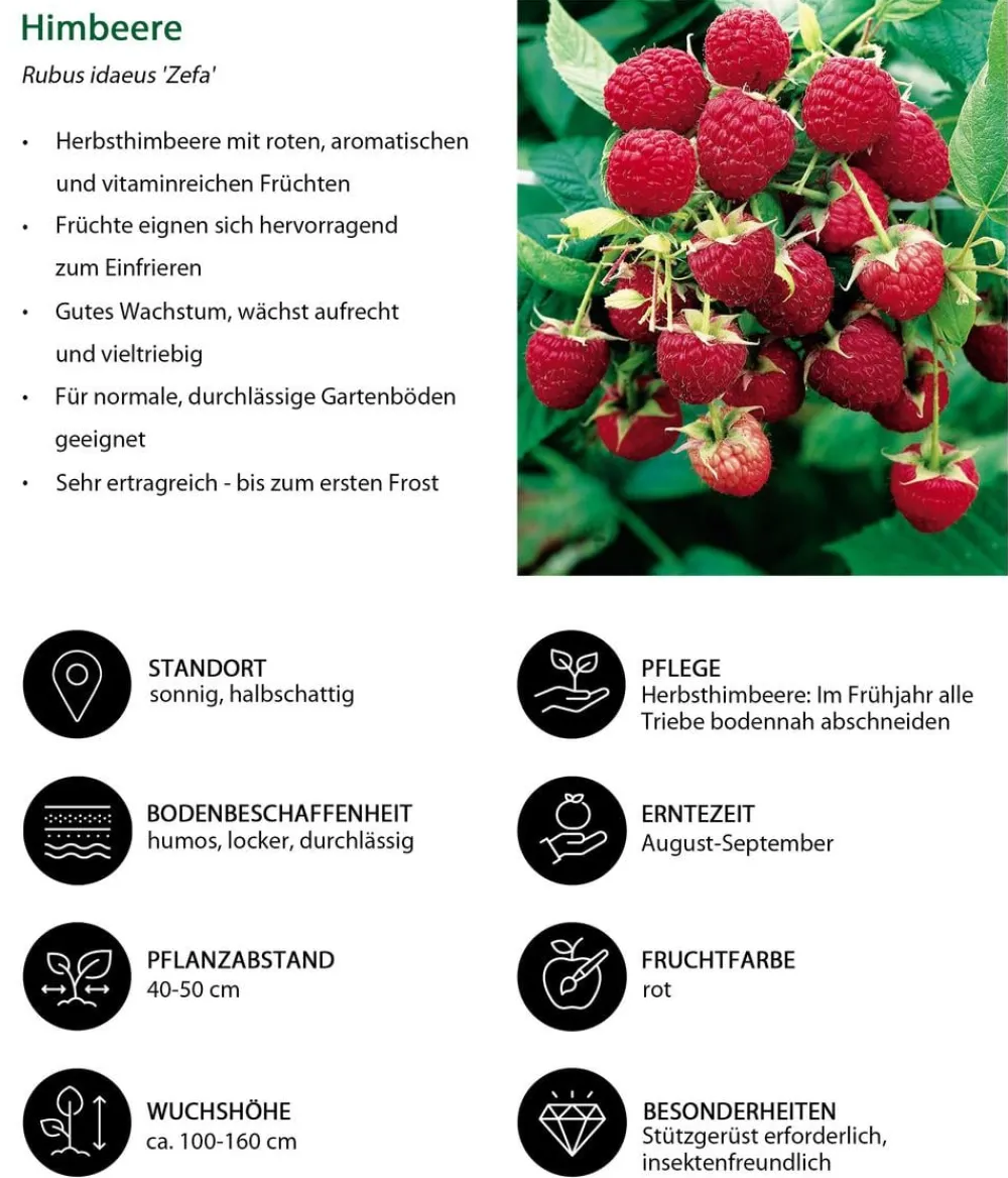 Dehner Himbeeren & Brombeeren|Beeren-Sets > Himbeer-Set Himbeer-Quartett, 4-teilig