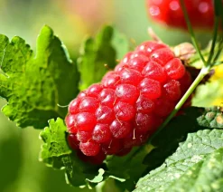 Dehner Himbeeren Weinreben & Gartenobst|Himbeeren & Brombeeren - Him-Brombeere 'Tayberry' Rot