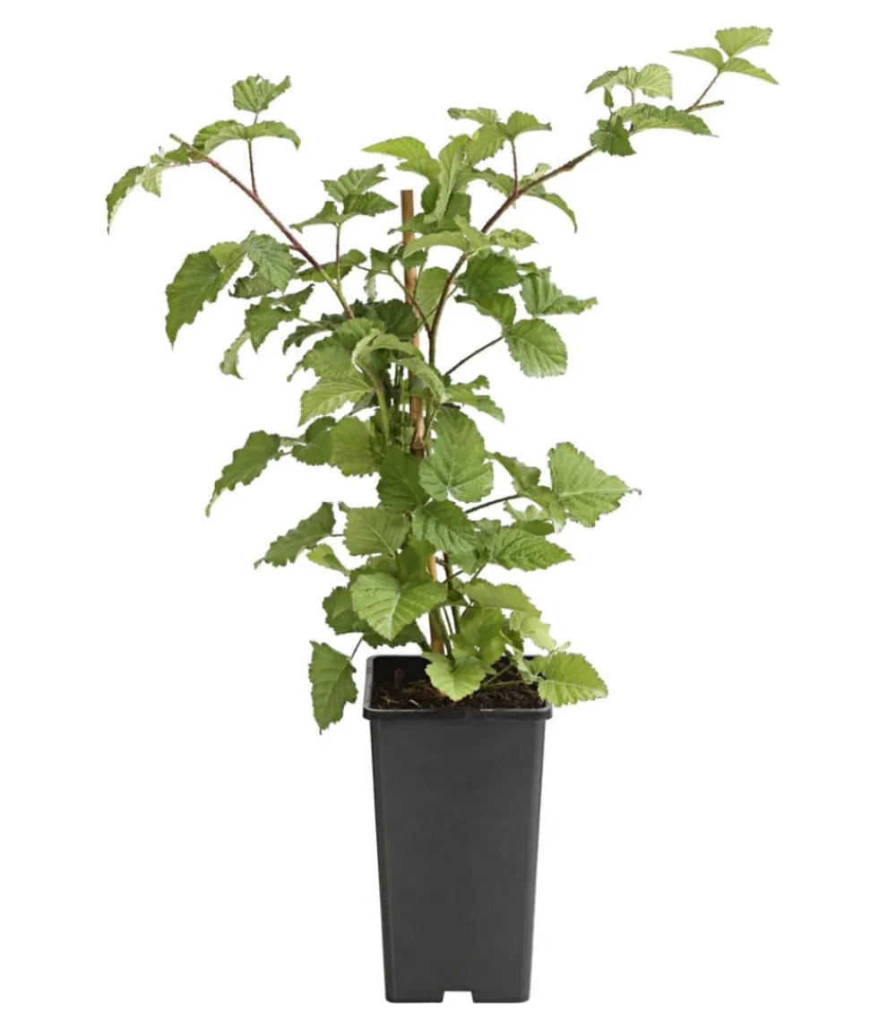 Dehner Himbeeren Weinreben & Gartenobst|Himbeeren & Brombeeren - Him-Brombeere 'Tayberry' Rot