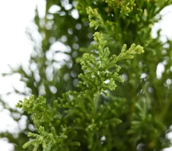 Dehner Koniferen - Hinoki-Scheinzypresse 'Drath' Grün