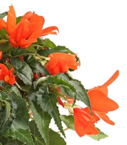 Dehner Hängebegonie Orange Best