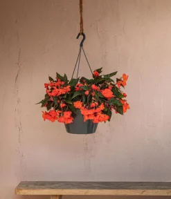 Dehner Pflanzenampeln|Hängende Sommerblüher > Hängebegonie 'Belina®', Ampel