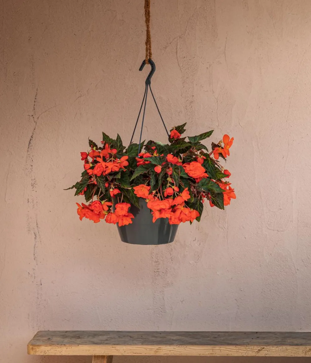 Dehner Pflanzenampeln|Hängende Sommerblüher > Hängebegonie 'Belina®', Ampel