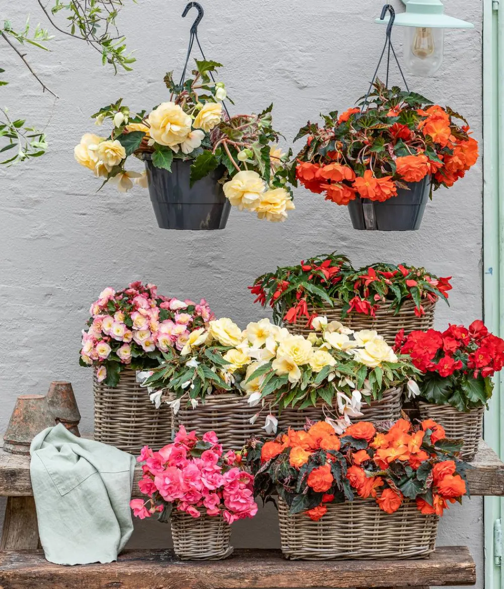 Dehner Pflanzenampeln|Hängende Sommerblüher > Hängebegonie 'Belina®', Ampel