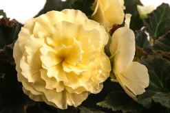 Dehner Hängende Sommerblüher|Sommerblumen > Hängebegonie 'Champagner'