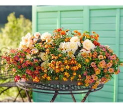 Dehner Hängende Sommerblüher|Sommerblumen > Hängebegonie 'Champagner'