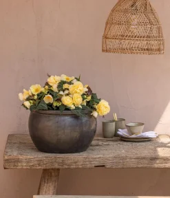 Dehner Hängende Sommerblüher|Sommerblumen > Hängebegonie 'Champagner'