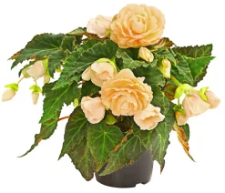 Dehner Hängende Sommerblüher|Sommerblumen > Hängebegonie 'Champagner'