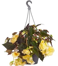 Dehner Pflanzenampeln|Hängende Sommerblüher - Hängebegonie 'Champagner', Ampel