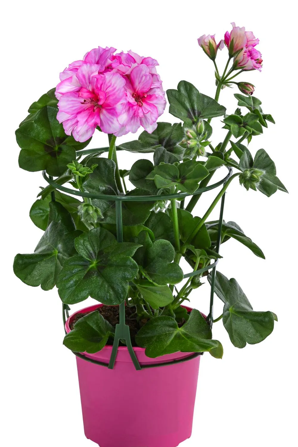 Dehner Hängende Sommerblüher|Geranien - Hängegeranie 'Corriente' Pink