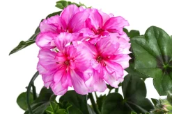 Dehner Hängende Sommerblüher|Geranien - Hängegeranie 'Corriente' Pink