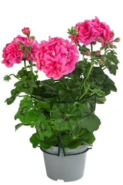 Dehner Hängende Sommerblüher|Geranien - Hängegeranie, gefüllt Rosa